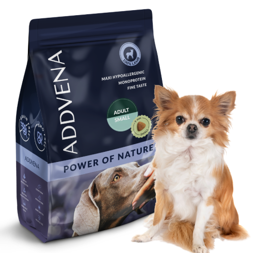 chihuahua.png