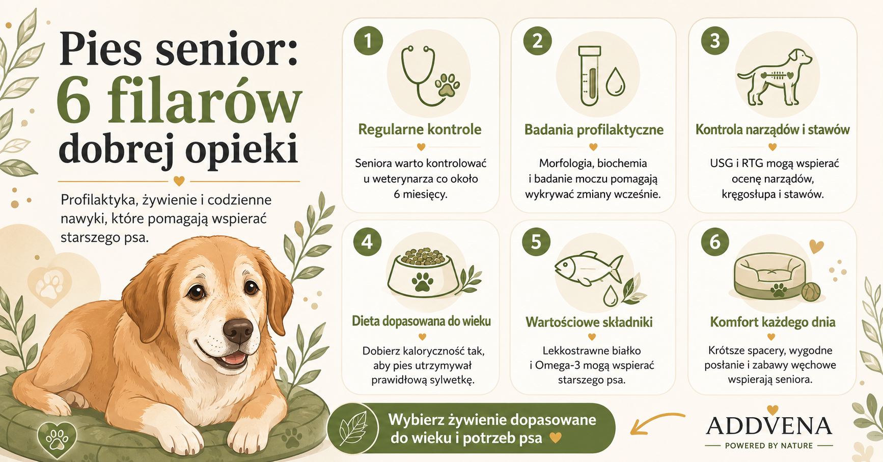 Badania i dieta dla psa seniora – infografika