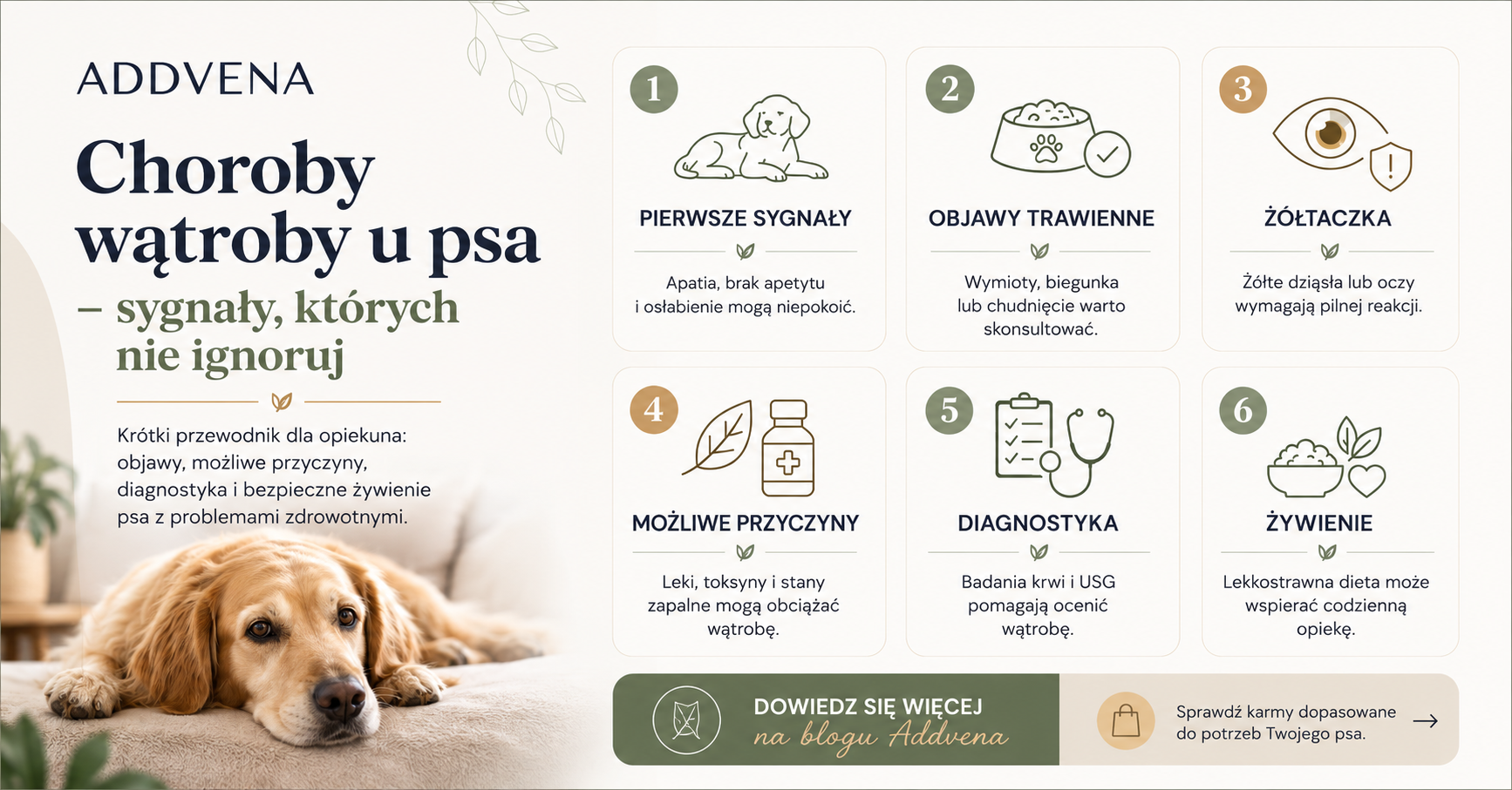 choroby-watroby-u-psa-infografika-addvena.jpg