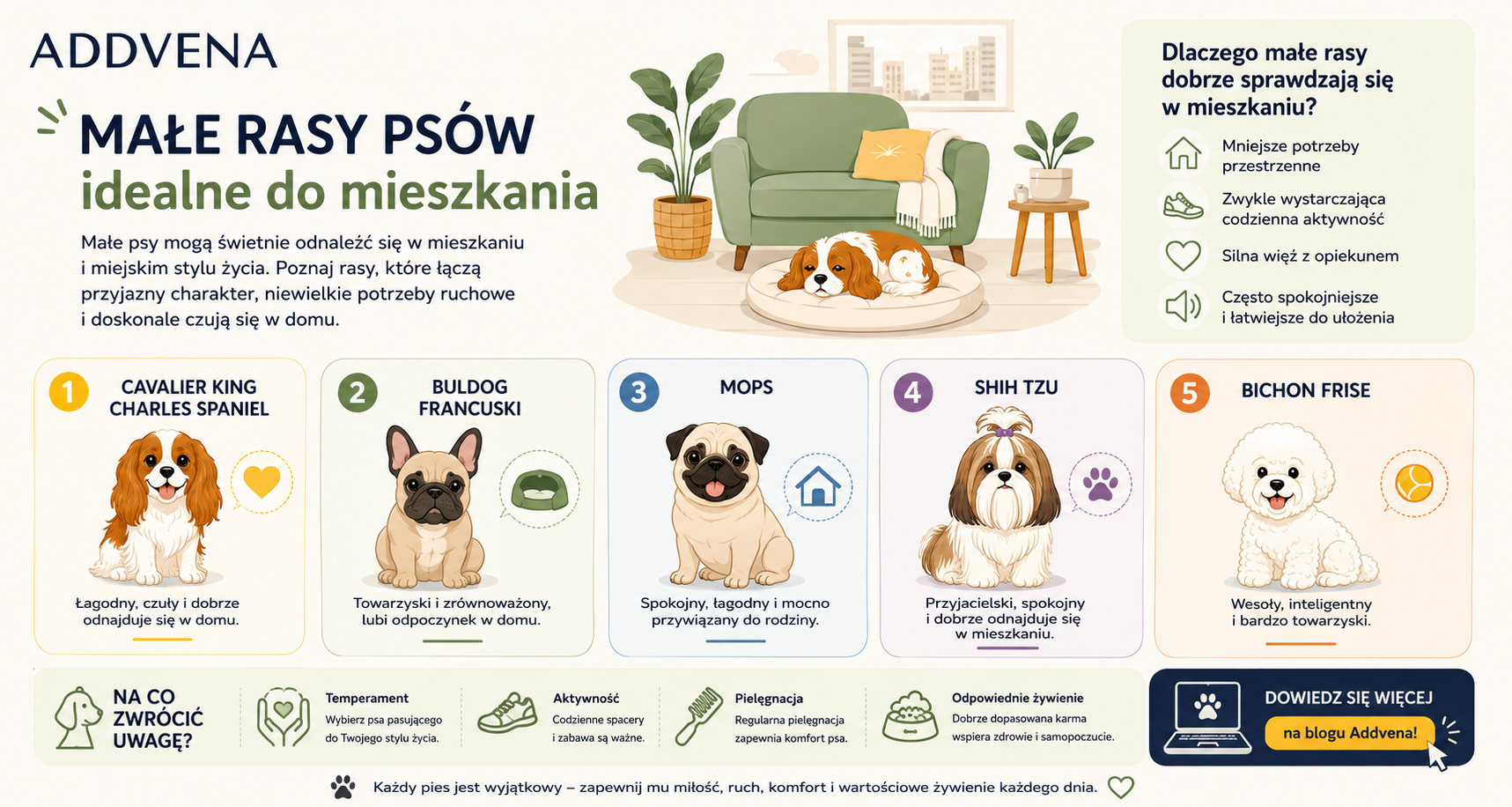 Top 5 małych ras psów do mieszkania – infografika