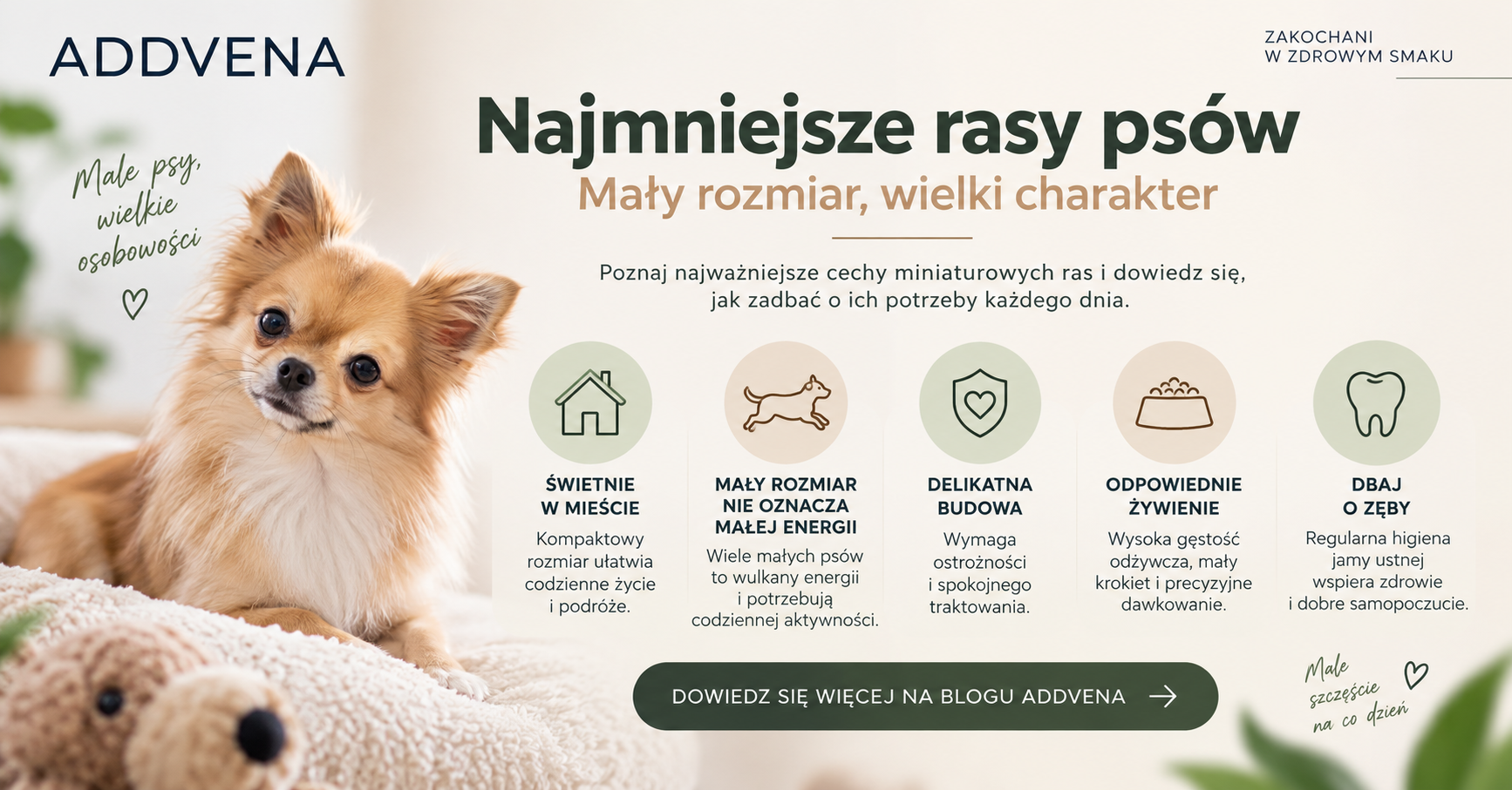 Najmniejsze rasy psów – najważniejsze potrzeby małych i miniaturowych psów