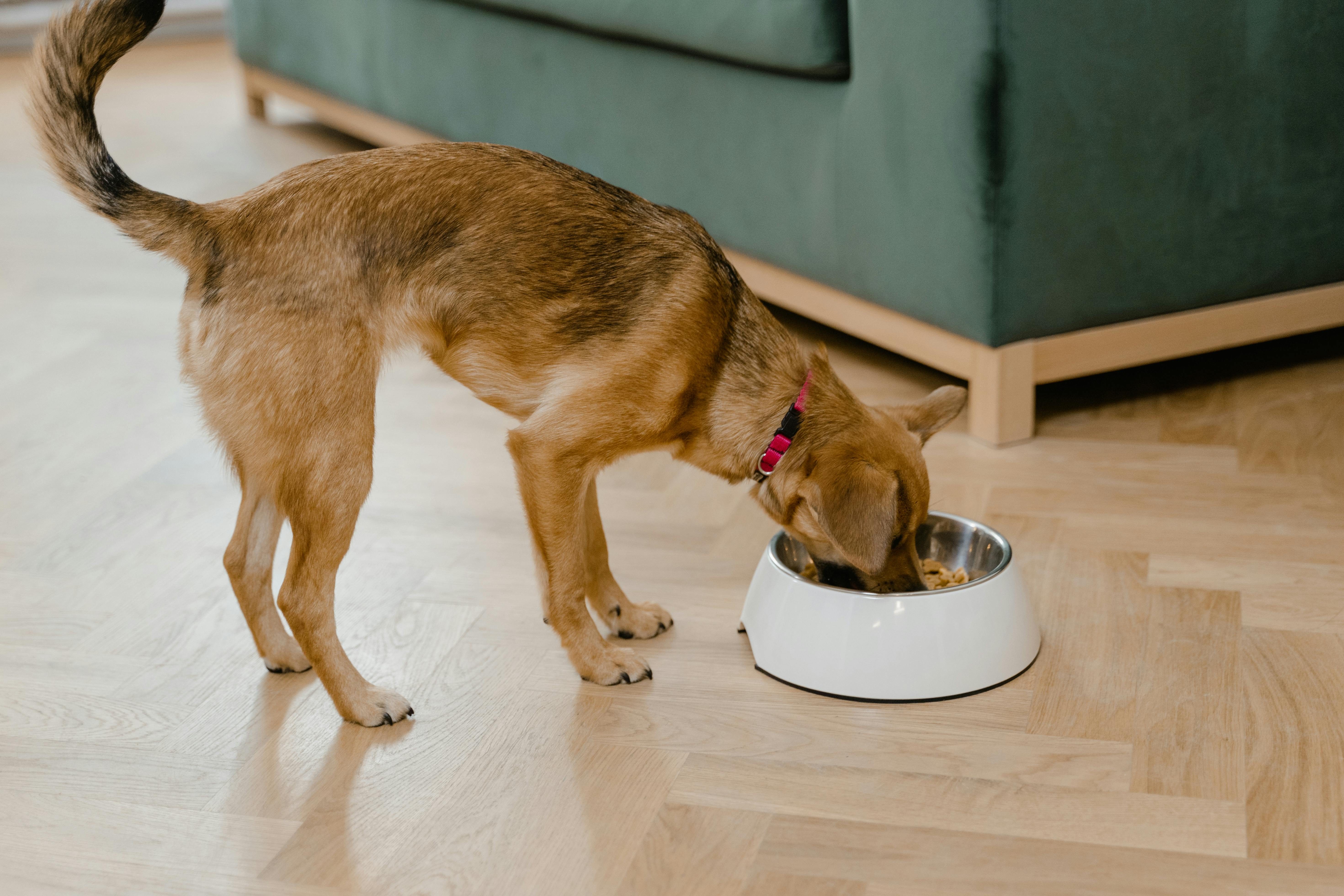 Dieta wątrobowa dla psa – jak wspierać regenerację wątroby?