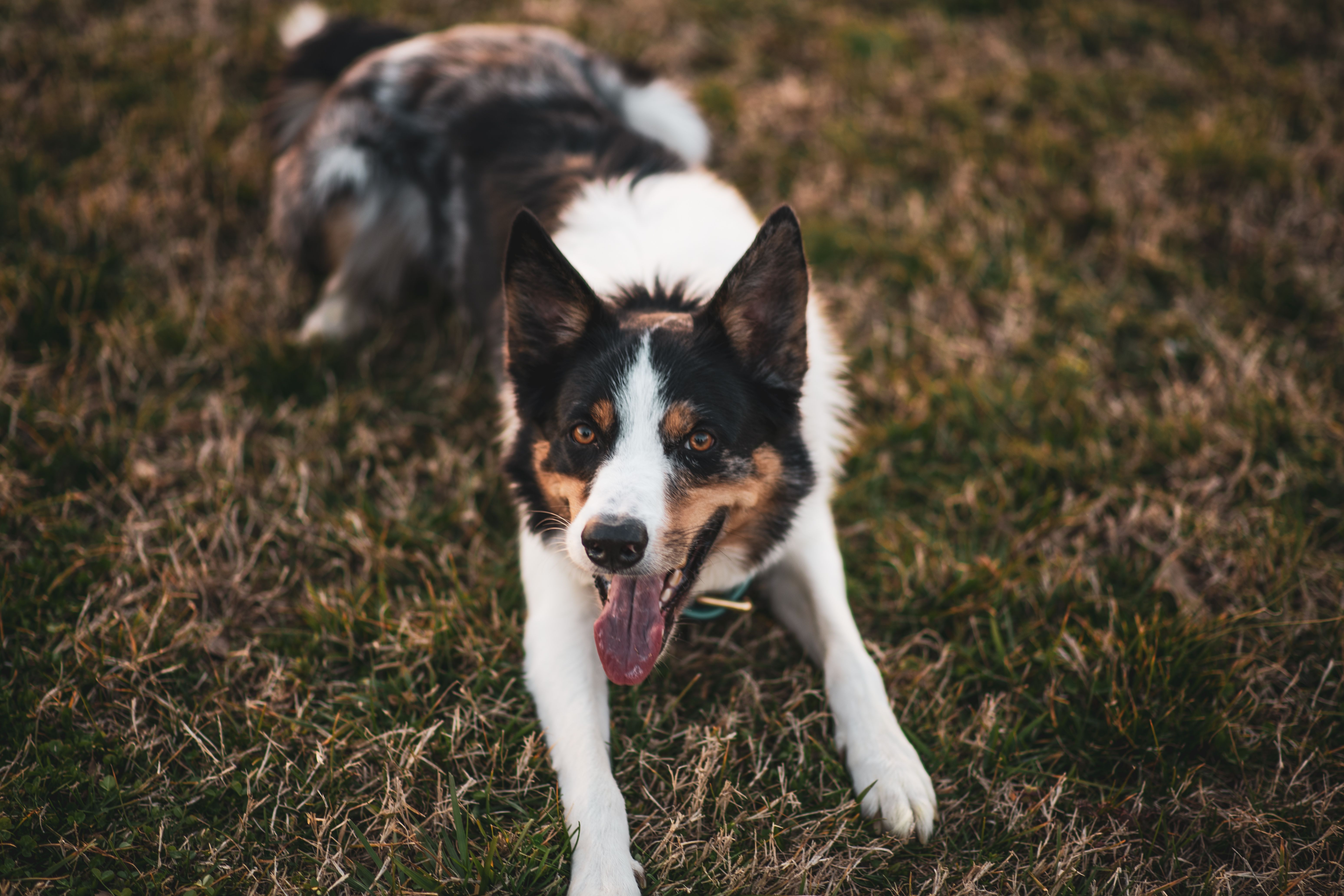 Jak karmić Australian Cattle Dog? Dieta i karma