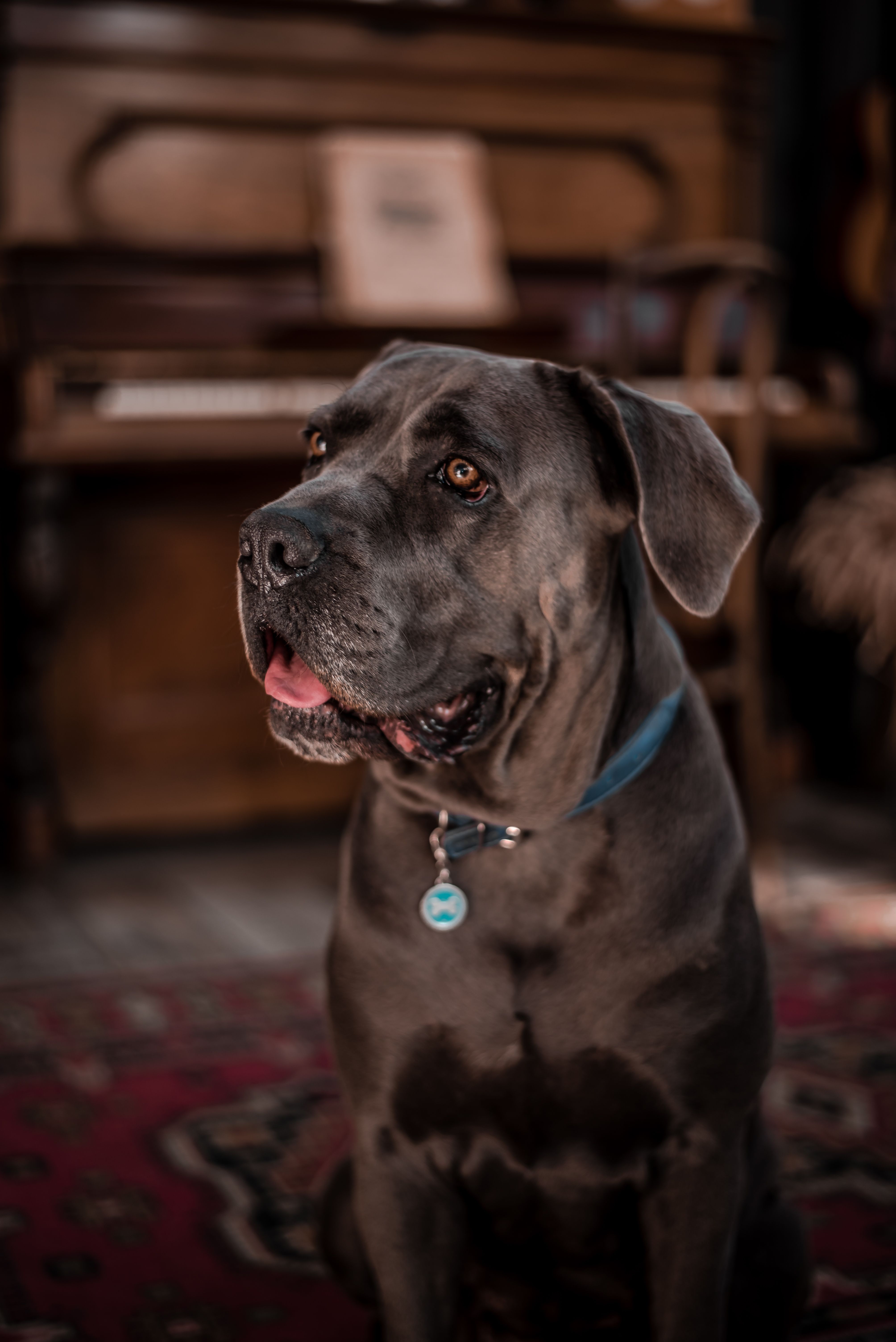 Cane Corso Italiano – charakter, wygląd i wymagania