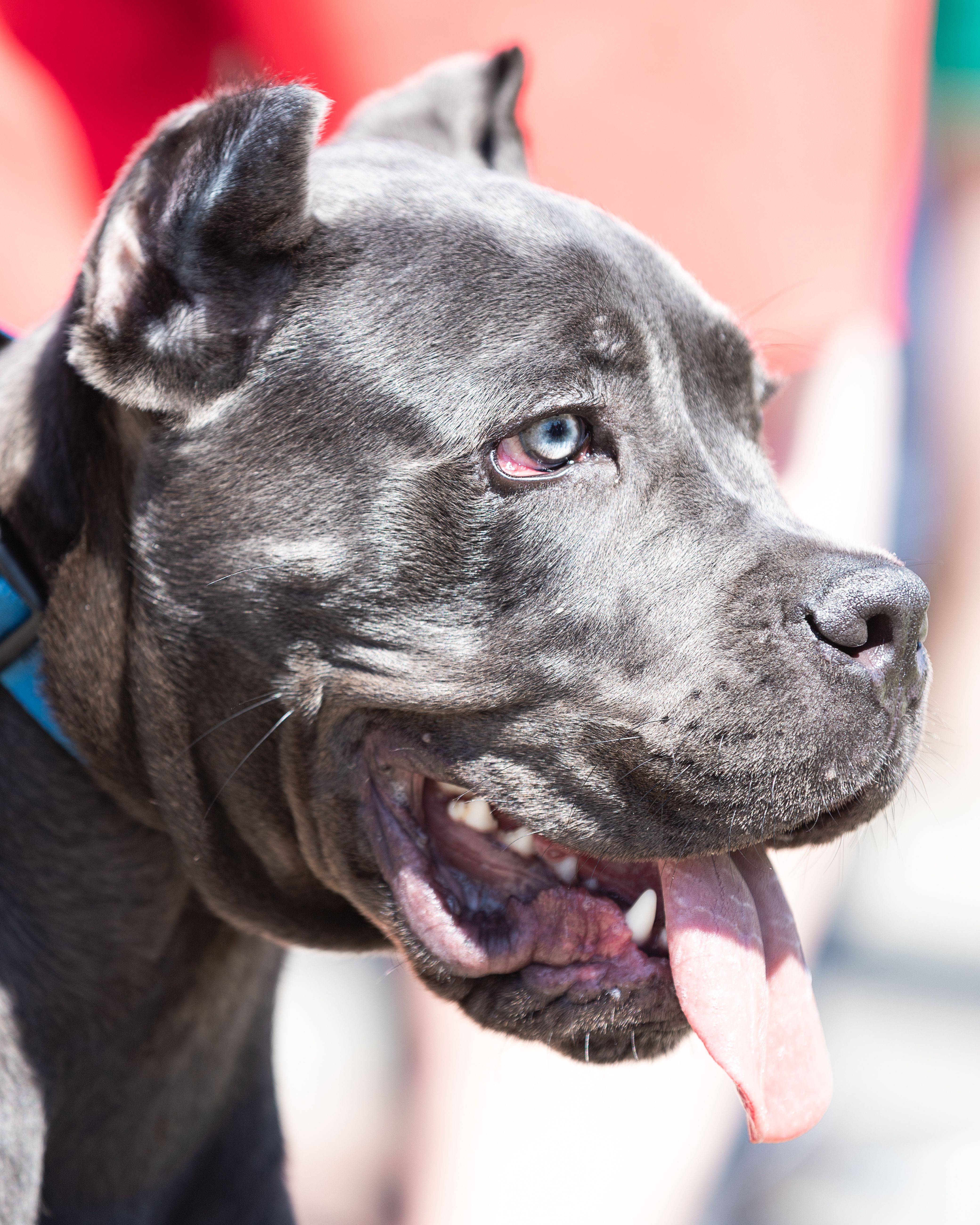 Karma dla Cane Corso – jak karmić szczeniaka i psa?