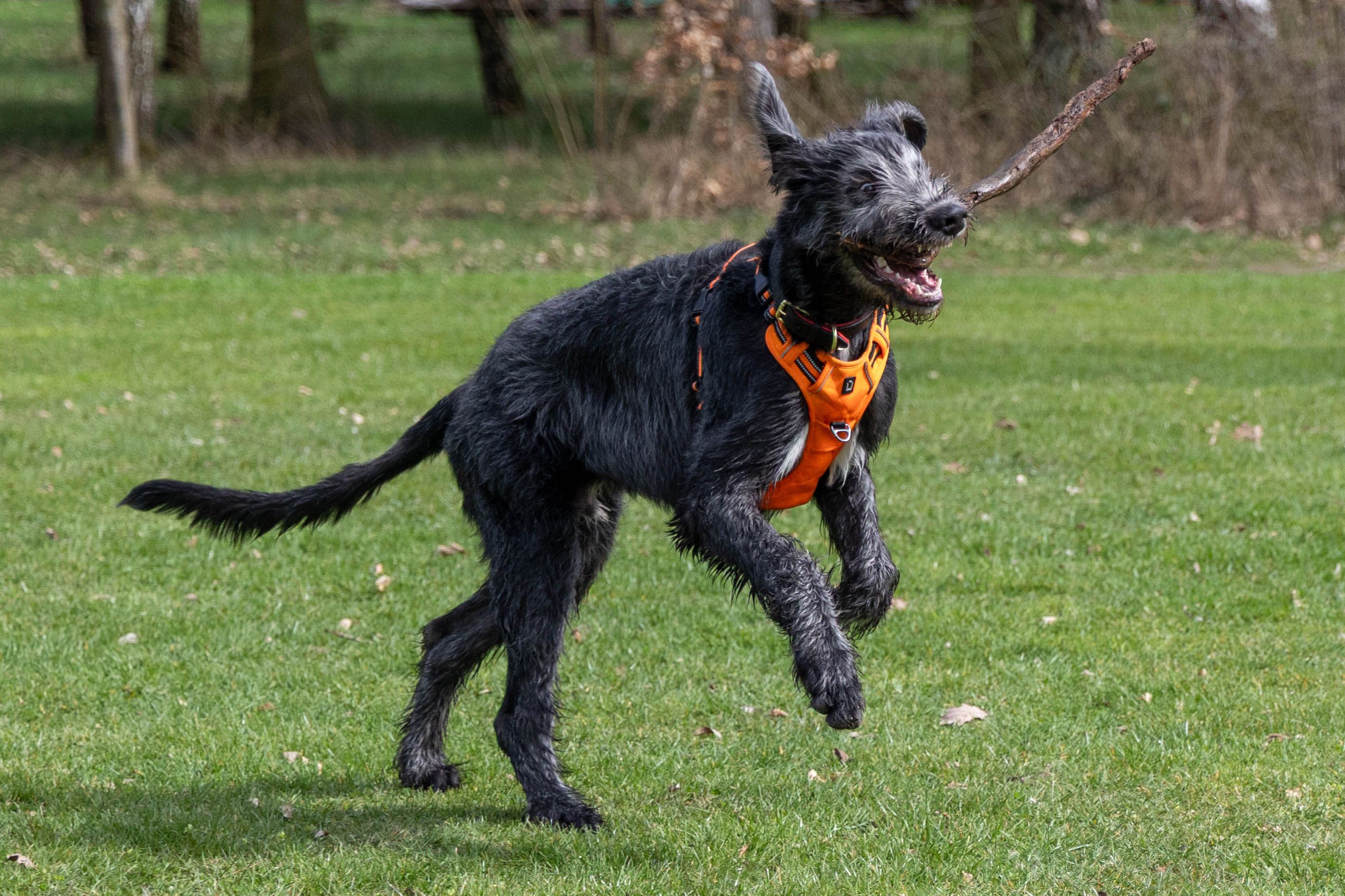 Deerhound (chart szkocki) – charakter i wymagania